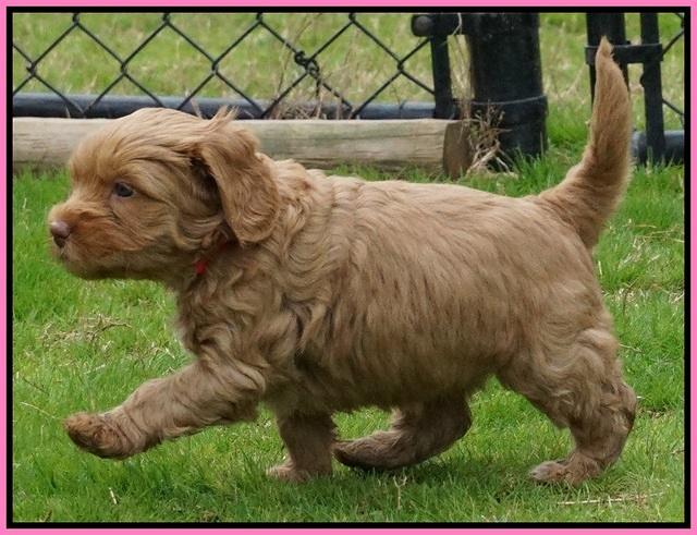 Ellie Flicker pups 5 wks old 21