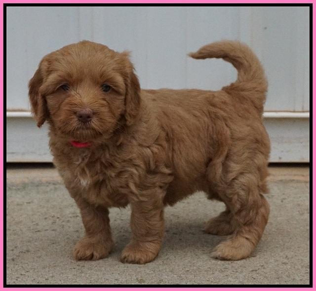 Ellie Flicker pups 5 wks old 61