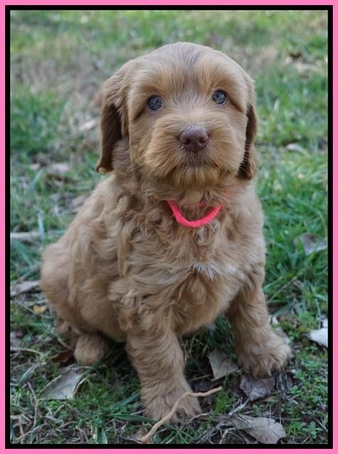 Ellie Flicker pups 6 wks old 61