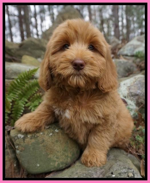 Ellie and Flicker pups 8 wks old 11