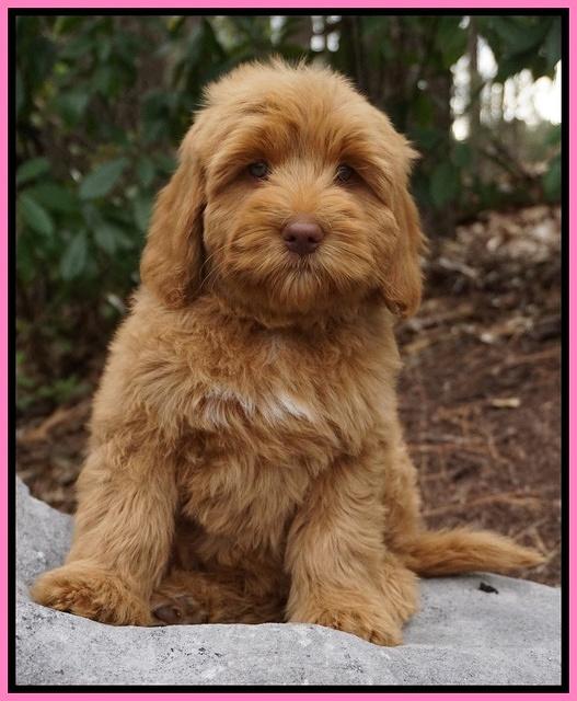 Ellie and Flicker pups 8 wks old 41