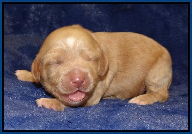 Ellie Flicker pups 1 wk old 41