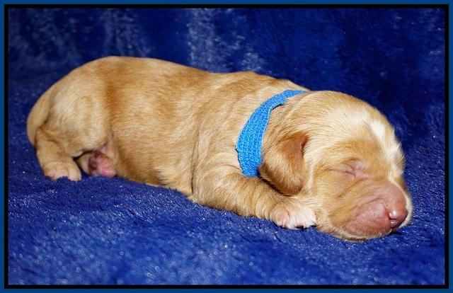 Ellie Flicker pups 1 wk old 51