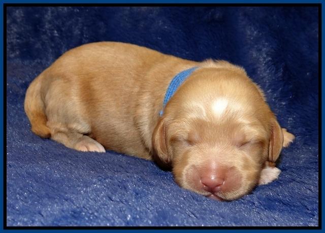 Ellie Flicker pups 1 wk old 71