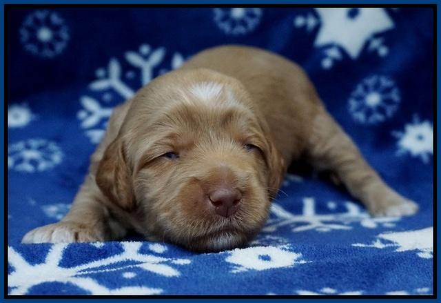 Ellie Flicker pups 2 wks old 41