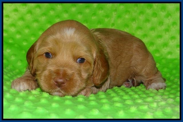 Ellie Flicker pups 3 wks old 61
