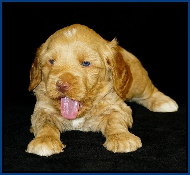 Ellie Flicker pups 4 wks old 31