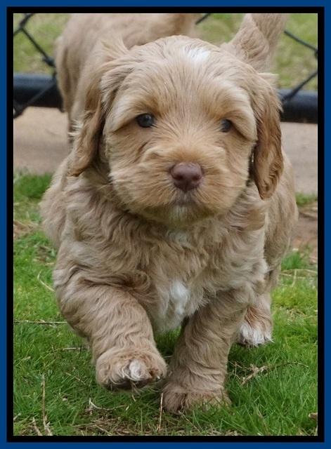 Ellie Flicker pups 5 wks old 101