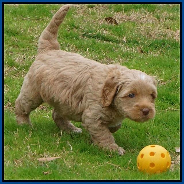 Ellie Flicker pups 5 wks old 121