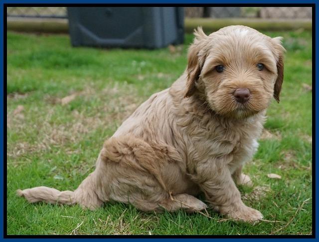 Ellie Flicker pups 5 wks old 131