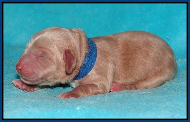 Ellie Flicker pups newborn 41
