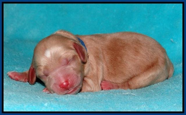 Ellie Flicker pups newborn 51