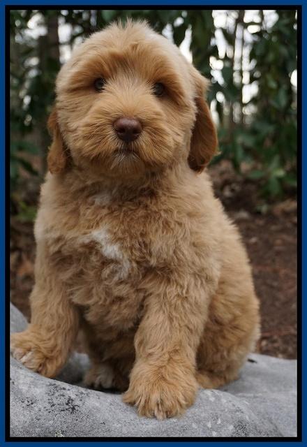 Ellie and Flicker pups 8 wks old 71