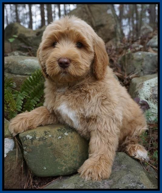 Ellie and Flicker pups 8 wks old 91