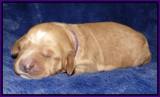 Ellie Flicker pups 1 wk old 81