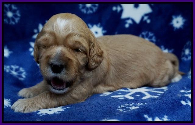Ellie Flicker pups 2 wks old 61