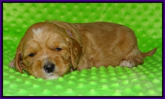 Ellie Flicker pups 3 wks old 81