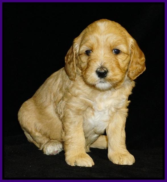 Ellie Flicker pups 4 wks old 51