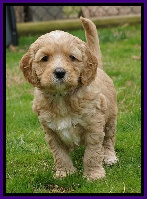 Ellie Flicker pups 5 wks old 171