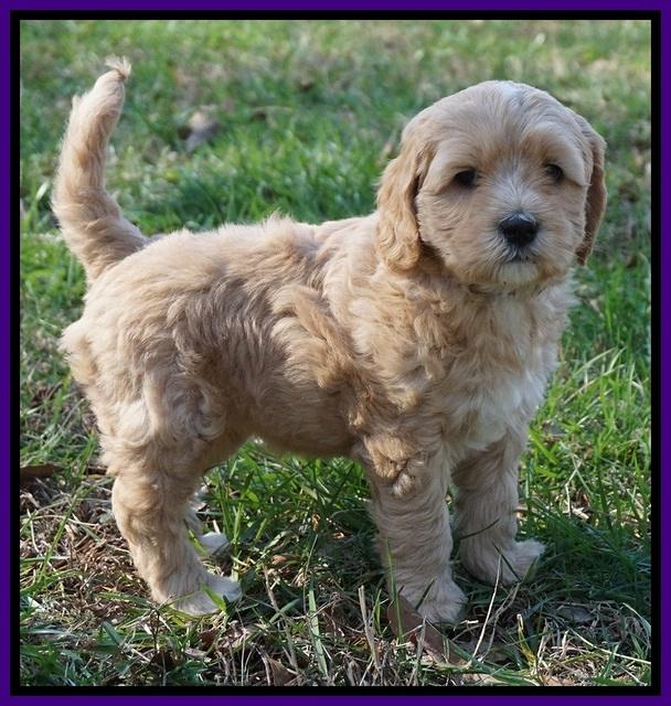 Ellie Flicker pups 6 wks old 161