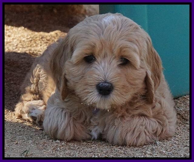Ellie Flicker pups 7 wks old 91