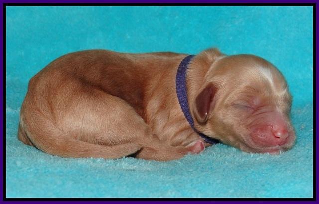 Ellie Flicker pups newborn 61