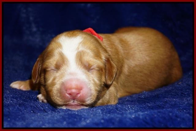 Ellie Flicker pups 1 wk old 151