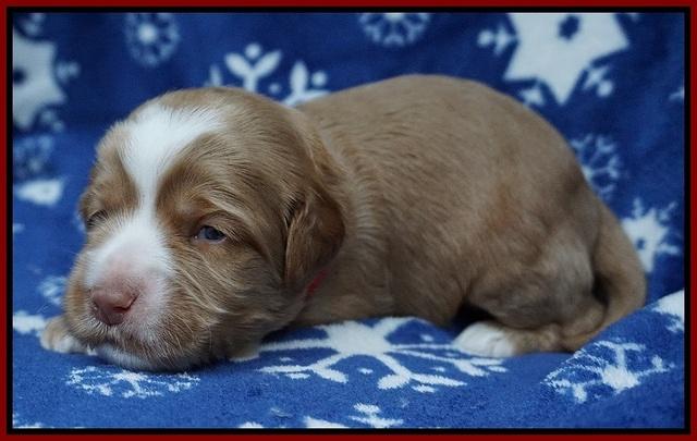 Ellie Flicker pups 2 wks old 91