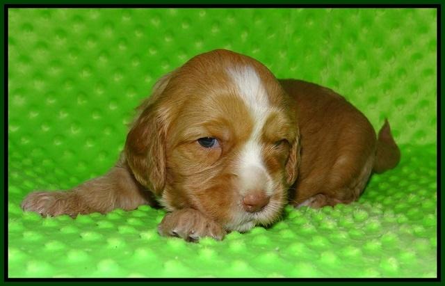 Ellie Flicker pups 3 wks old 131