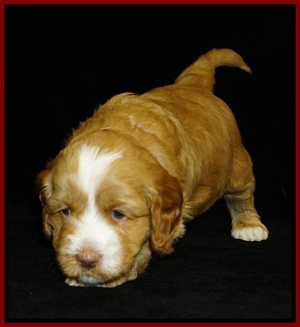 Ellie Flicker pups 4 wks old 91