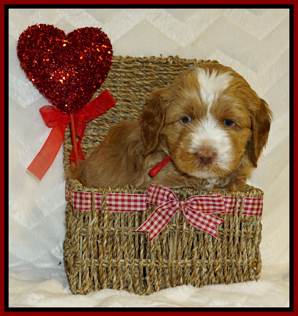 Ellie Flicker pups 5 wks old 191