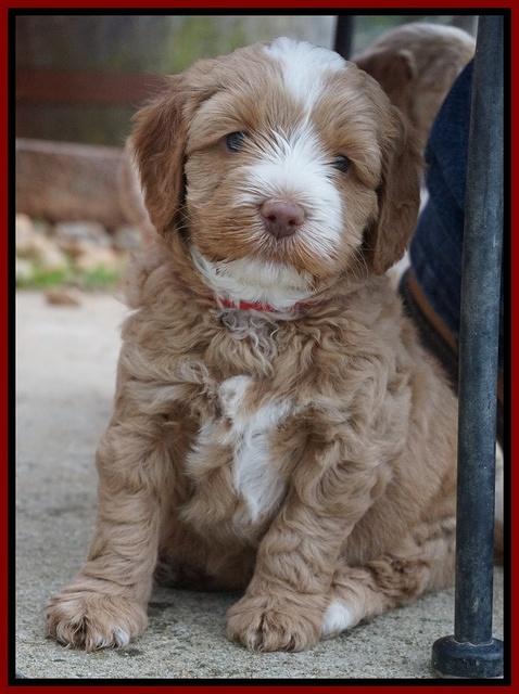 Ellie Flicker pups 5 wks old 201