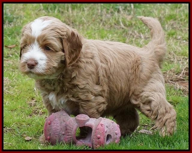 Ellie Flicker pups 5 wks old 211