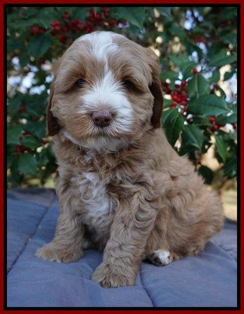 Ellie Flicker pups 6 wks old 181