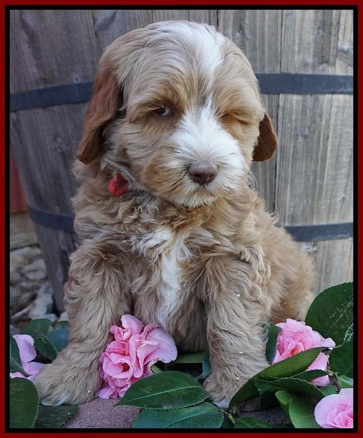 Ellie Flicker pups 7 wks old 121