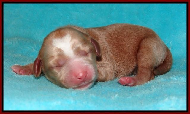 Ellie Flicker pups newborn 81
