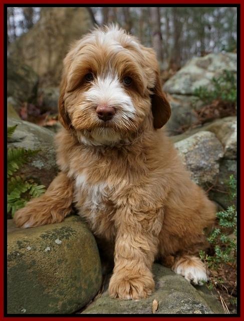 Ellie and Flicker pups 8 wks old 9 92