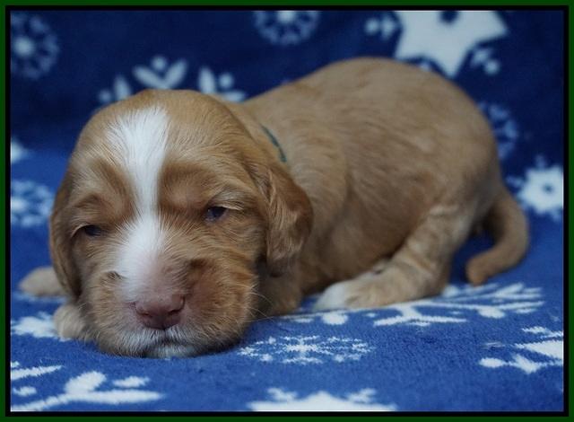 Ellie Flicker pups 2 wks old 111
