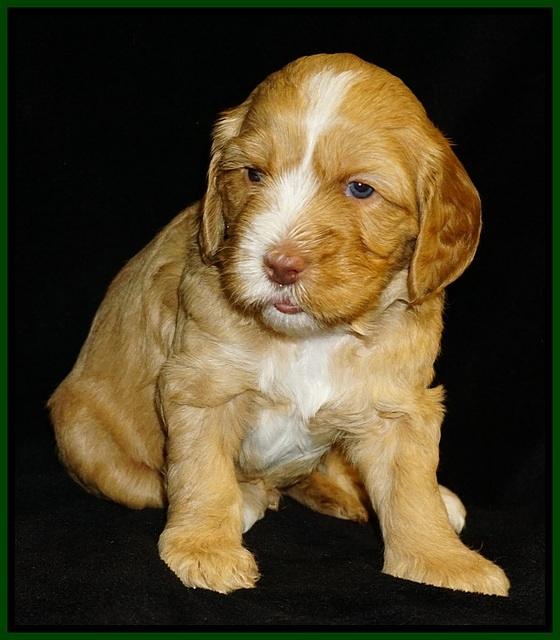Ellie Flicker pups 4 wks old 111