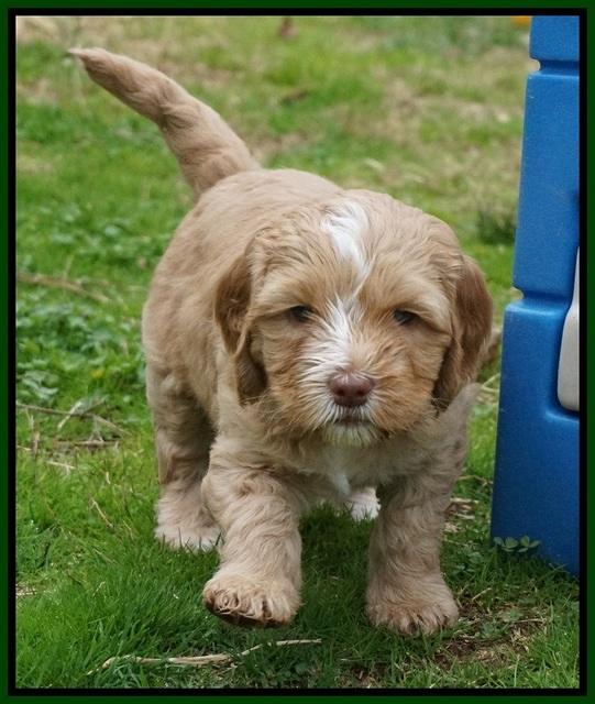 Ellie Flicker pups 5 wks old 271