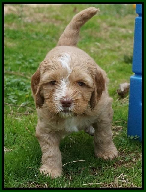 Ellie Flicker pups 5 wks old 281