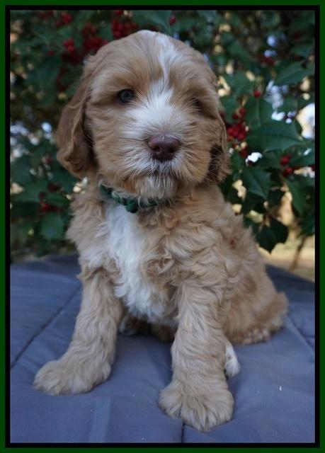 Ellie Flicker pups 6 wks old 231