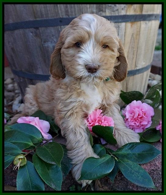 Ellie Flicker pups 7 wks old 141