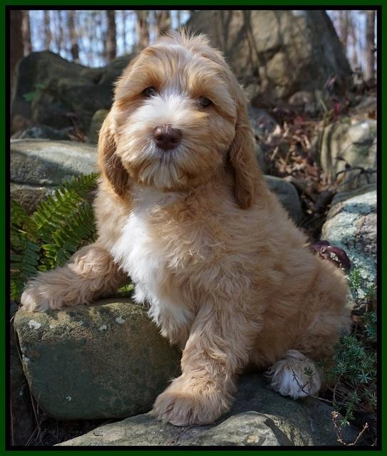 Ellie and Flicker pups 8 wks old 3 150