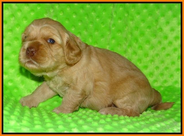 Ellie Flicker pups 3 wks old 161