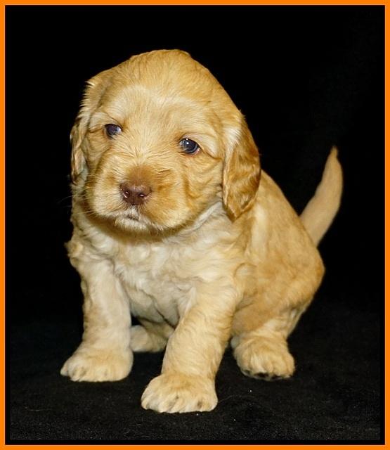 Ellie Flicker pups 4 wks old 121