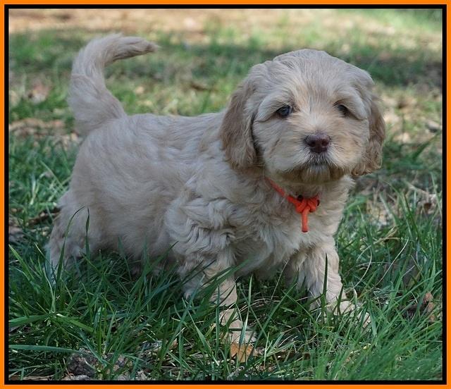 Ellie Flicker pups 6 wks old 301