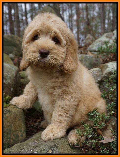 Ellie and Flicker pups 8 wks old 15 92