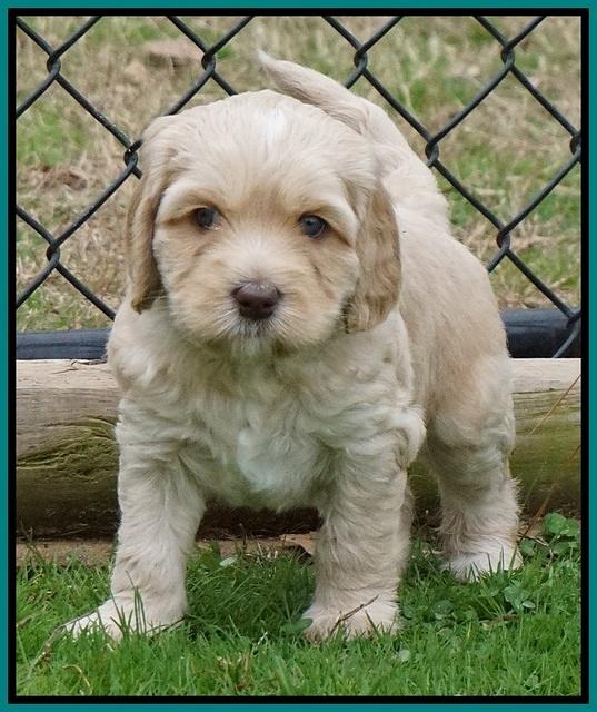 Ellie Flicker pups 5 wks old 371