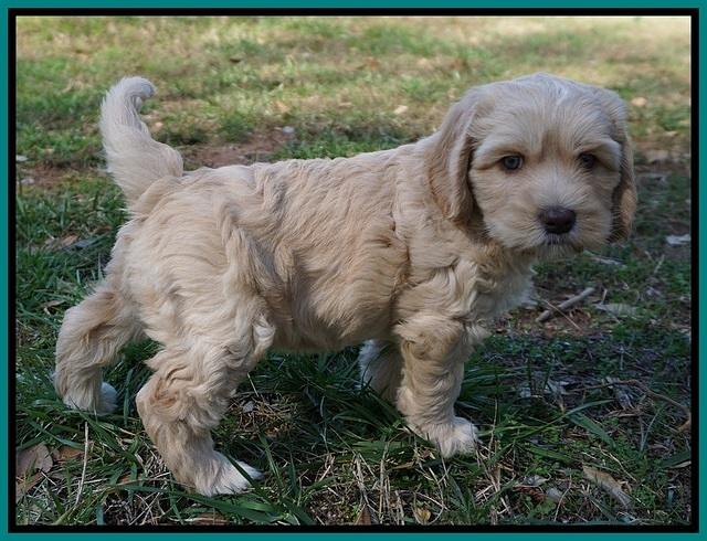 Ellie Flicker pups 6 wks old 331